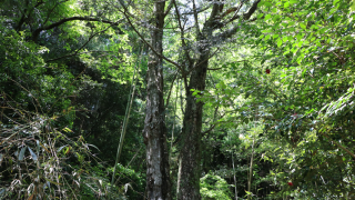 高倉神社（三重）の風景