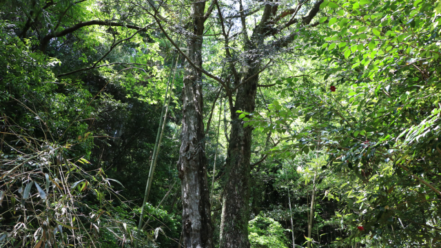 高倉神社（三重）の風景